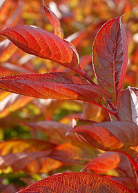 Weigela 'Wings of Fire'